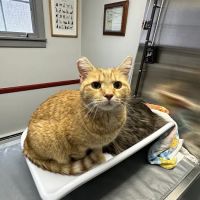 Brattleboro Veterinary Clinic ico