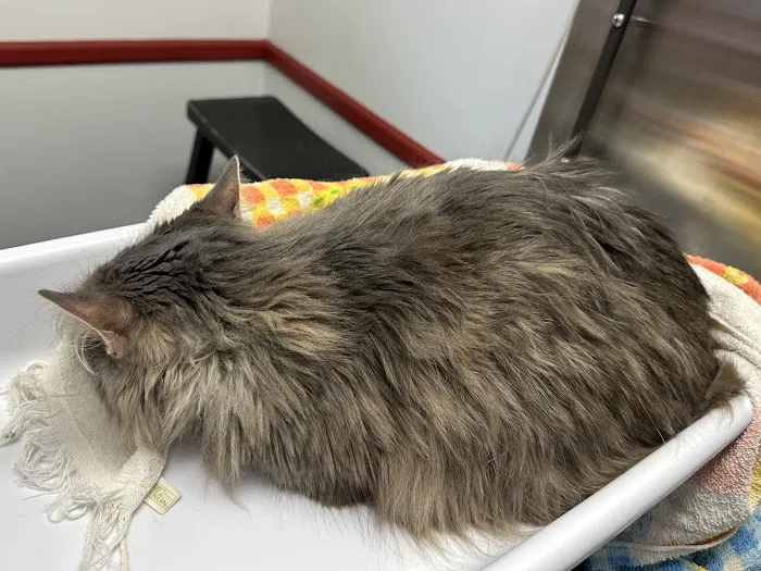 Brattleboro Veterinary Clinic Picture 6