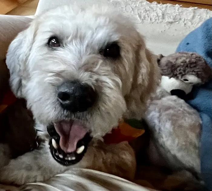 Brattleboro Veterinary Clinic Picture 9