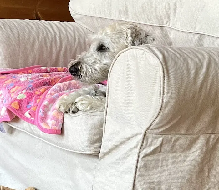 Brattleboro Veterinary Clinic Picture 10