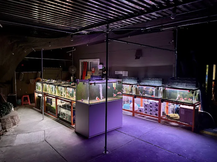 Full House Goldfish (满屋金鱼) Picture 3