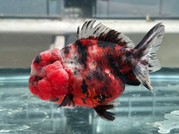 Full House Goldfish (满屋金鱼) Picture 6