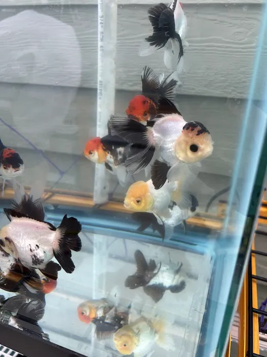 Full House Goldfish (满屋金鱼) Picture 4