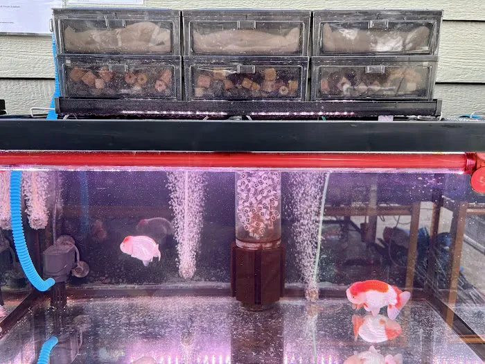 Full House Goldfish (满屋金鱼) Picture 9