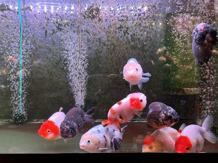 Full House Goldfish (满屋金鱼) Picture 7