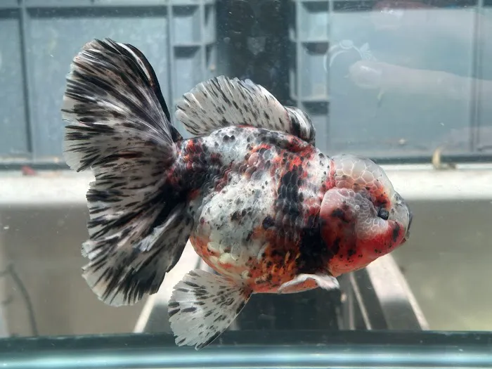 Full House Goldfish (满屋金鱼) Picture 8