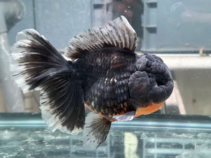 Full House Goldfish (满屋金鱼) Picture 10