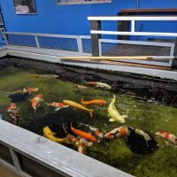 Genki Nishikigoi, Inc. ico