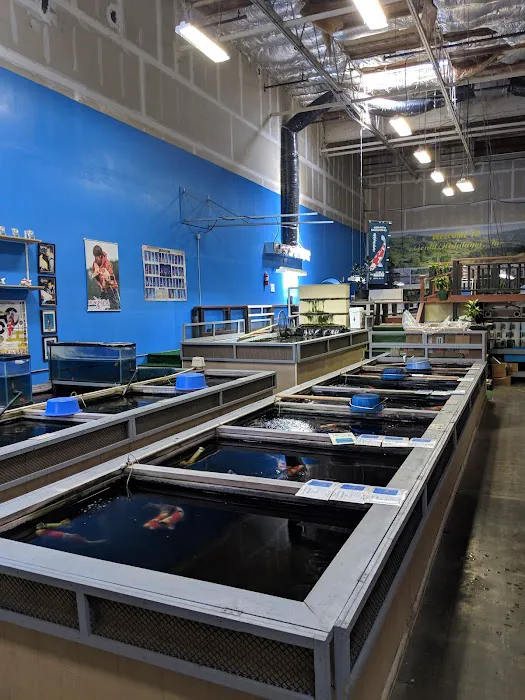 Genki Nishikigoi, Inc. Picture 3