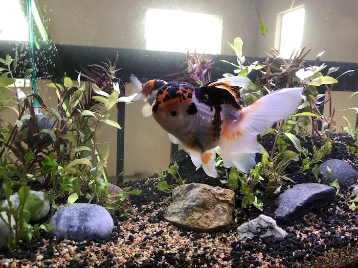 Genki Nishikigoi, Inc. Picture 6