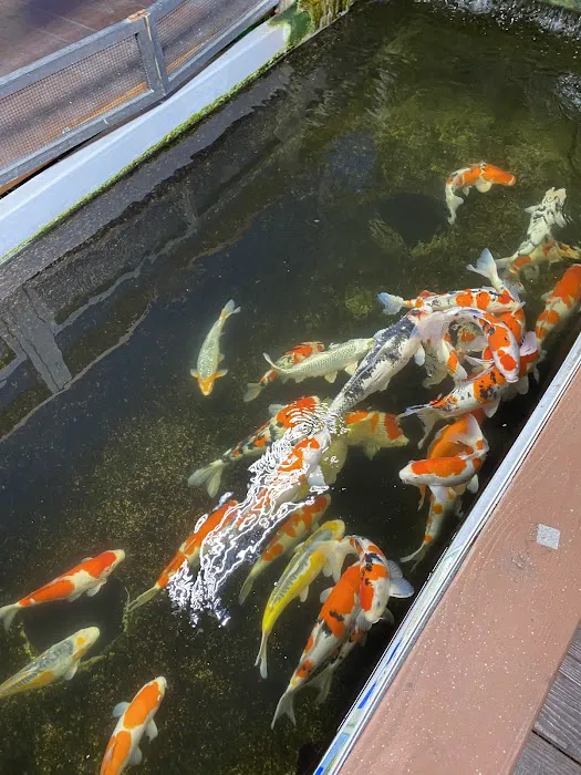 Genki Nishikigoi, Inc. Picture 5