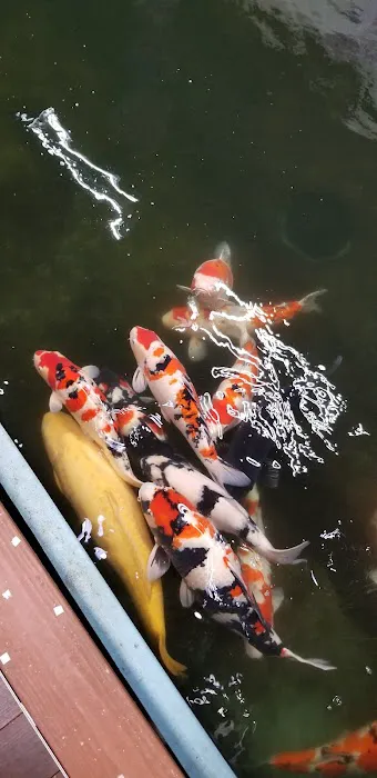 Genki Nishikigoi, Inc. Picture 4