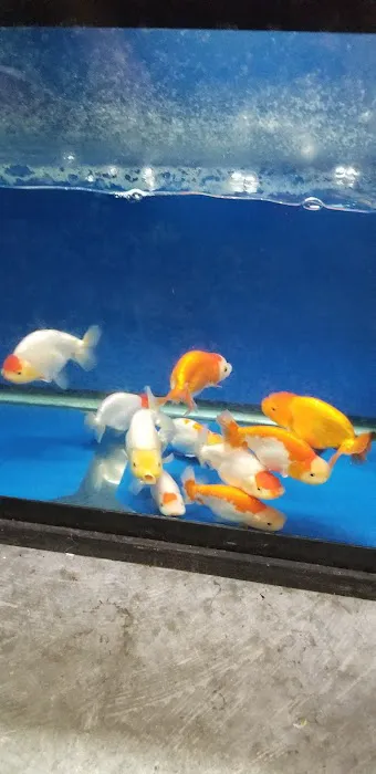 Genki Nishikigoi, Inc. Picture 10