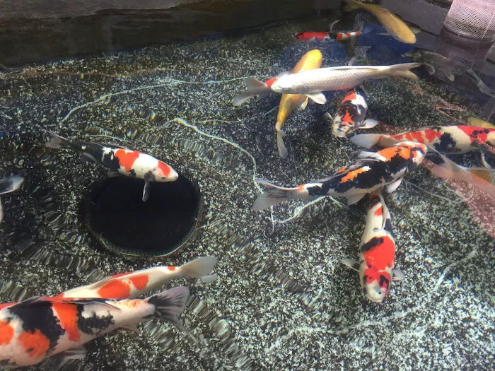 Genki Nishikigoi, Inc. Picture 8