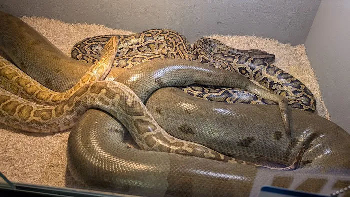 San Jose Reptile Show (June 21 & 22) Picture 1