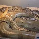 San Jose Reptile Show (June 21 & 22)