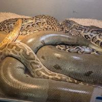 San Jose Reptile Show (June 21 & 22) ico