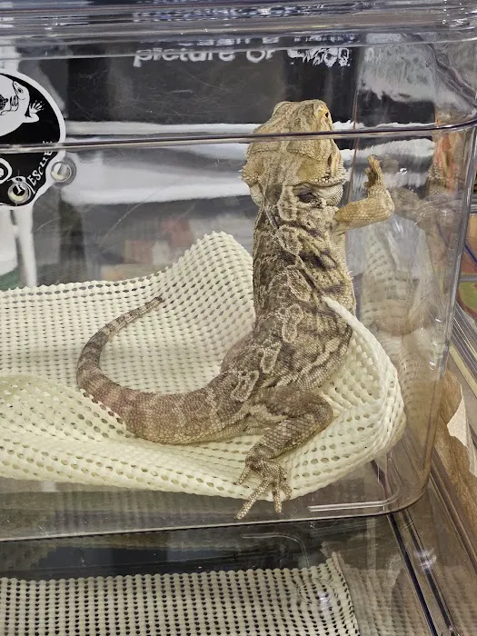 San Jose Reptile Show (June 21 & 22) Picture 7