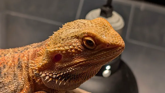 San Jose Reptile Show (June 21 & 22) Picture 10
