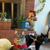 West River Valley Veterinary Service ico