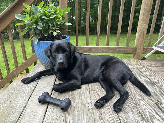 West River Valley Veterinary Service Picture 4