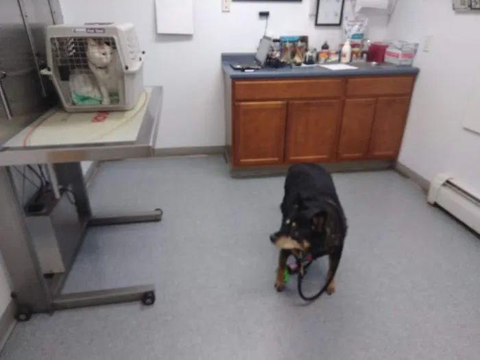 West River Valley Veterinary Service Picture 9