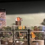 Juice's Arthropods