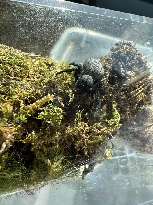 Juice's Arthropods Picture 5