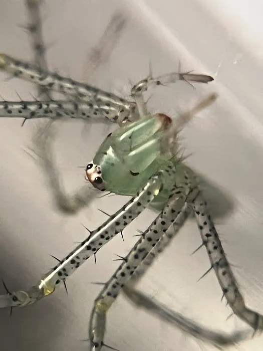 Juice's Arthropods Picture 7