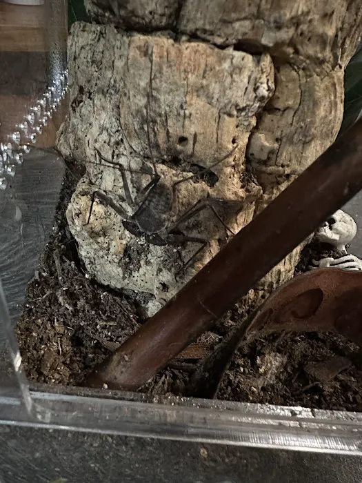 Juice's Arthropods Picture 9