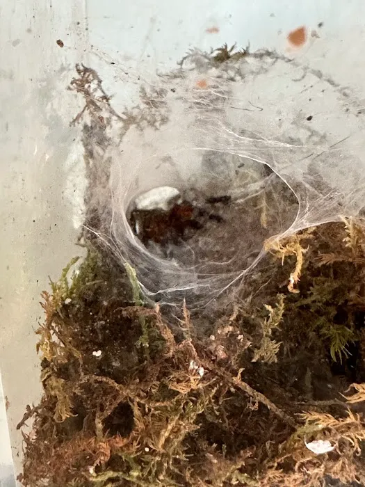 Juice's Arthropods Picture 8