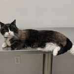 Canton Veterinary Hospital