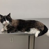 Canton Veterinary Hospital ico