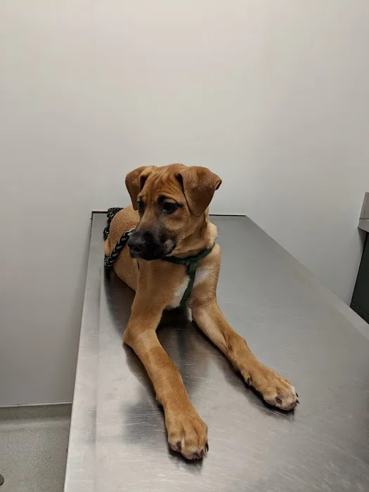 Canton Veterinary Hospital Picture 4