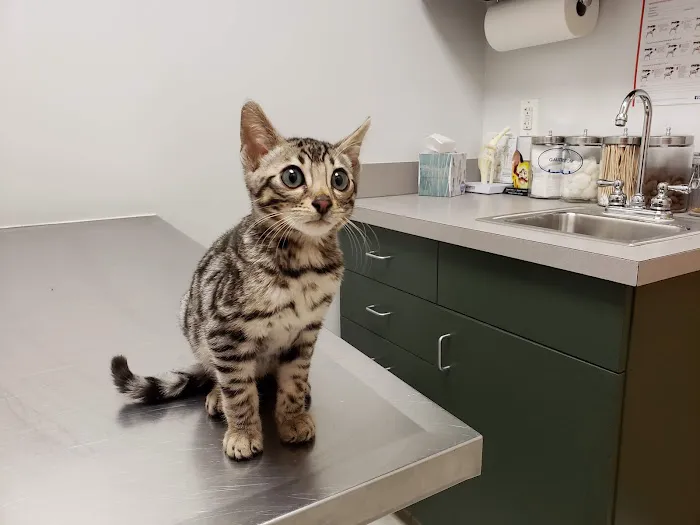 Canton Veterinary Hospital Picture 6