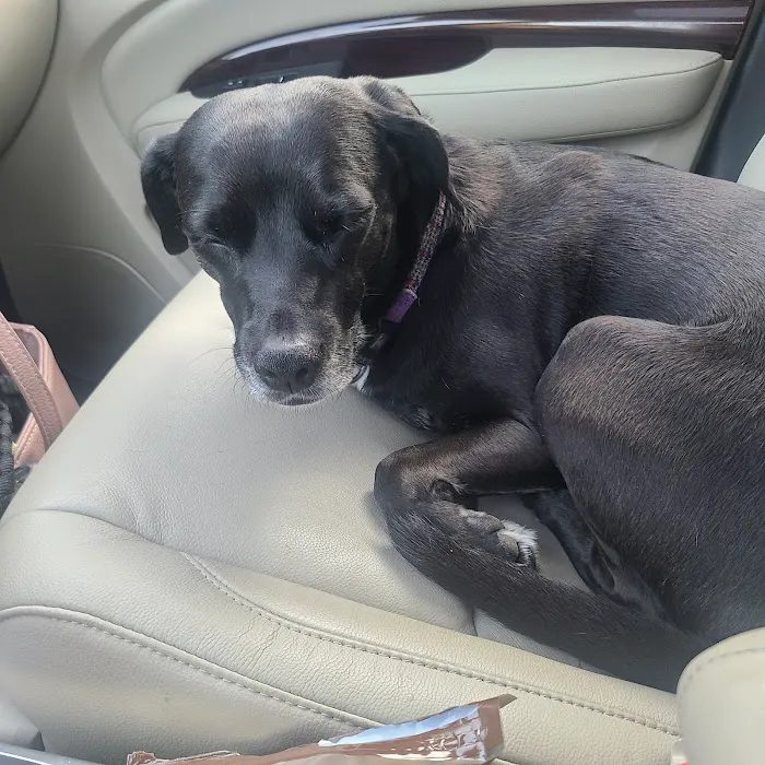 Canton Veterinary Hospital Picture 7