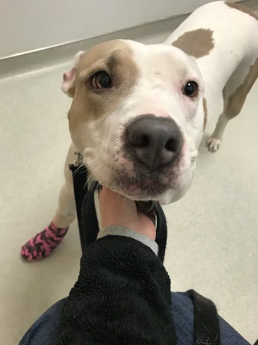 Canton Veterinary Hospital Picture 5