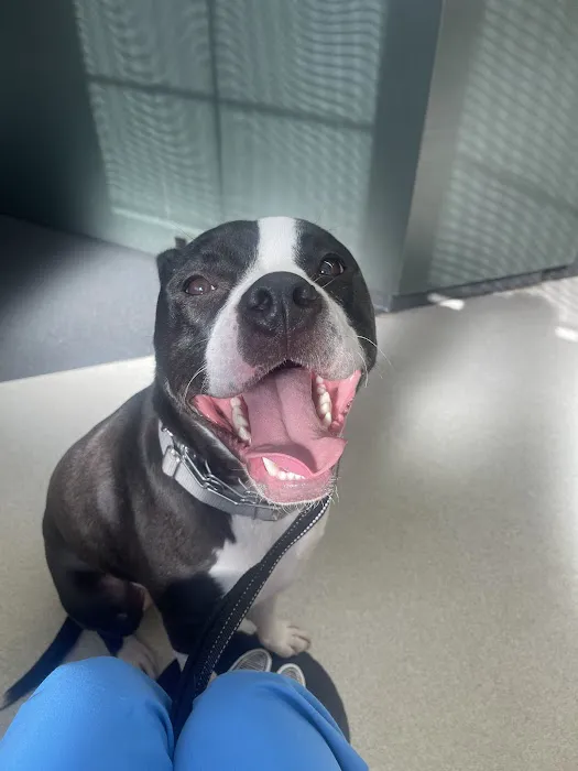 Canton Veterinary Hospital Picture 10