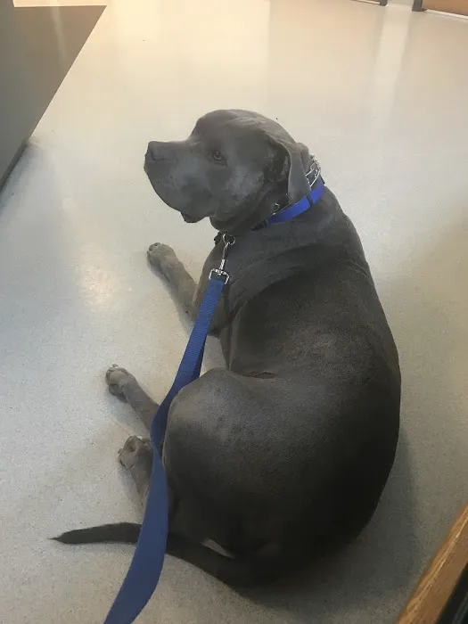 Canton Veterinary Hospital Picture 8