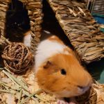 Vetco Vaccination Clinic