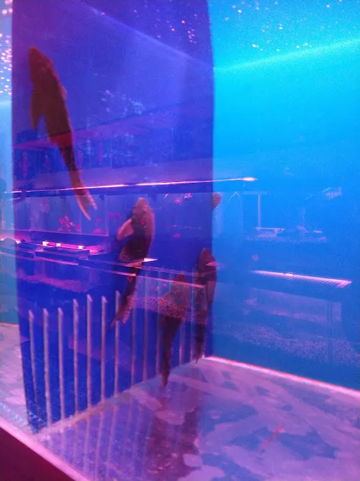 C D Aquarium Picture 3
