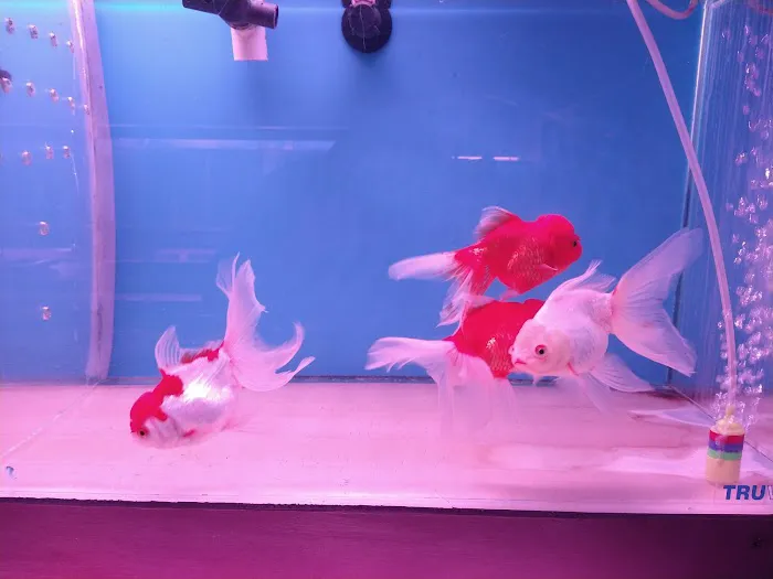 C D Aquarium Picture 5