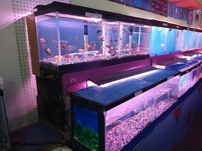C D Aquarium Picture 7