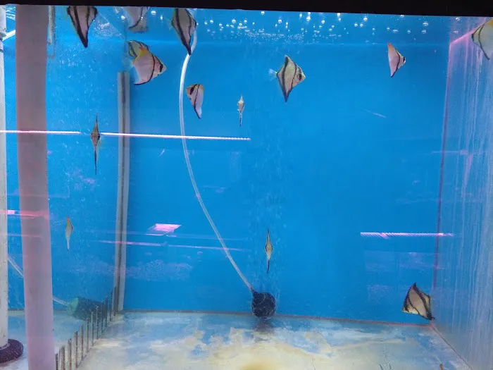 C D Aquarium Picture 8