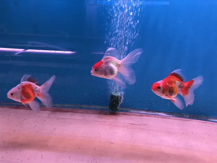 C D Aquarium Picture 10