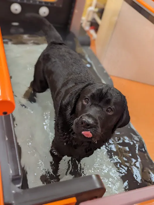 Sea Legs Integrative Veterinary Health Picture 3