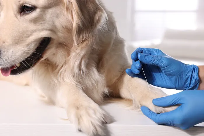 Sea Legs Integrative Veterinary Health Picture 6