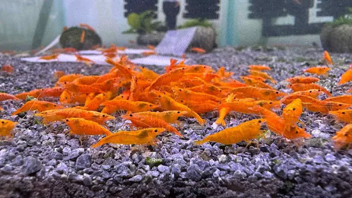 Bright Aqua Picture 2