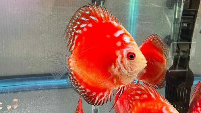 Bright Aqua Picture 5