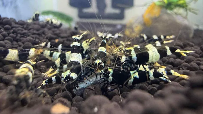 Bright Aqua Picture 6